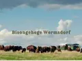 Bisongehege Wermsdorf in Wermsdorf